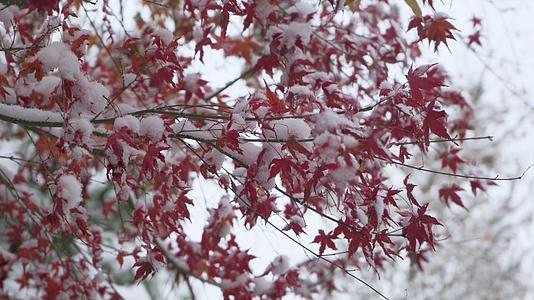 冬季大雪红枫叶积雪雪雪景4K实拍视频的预览图
