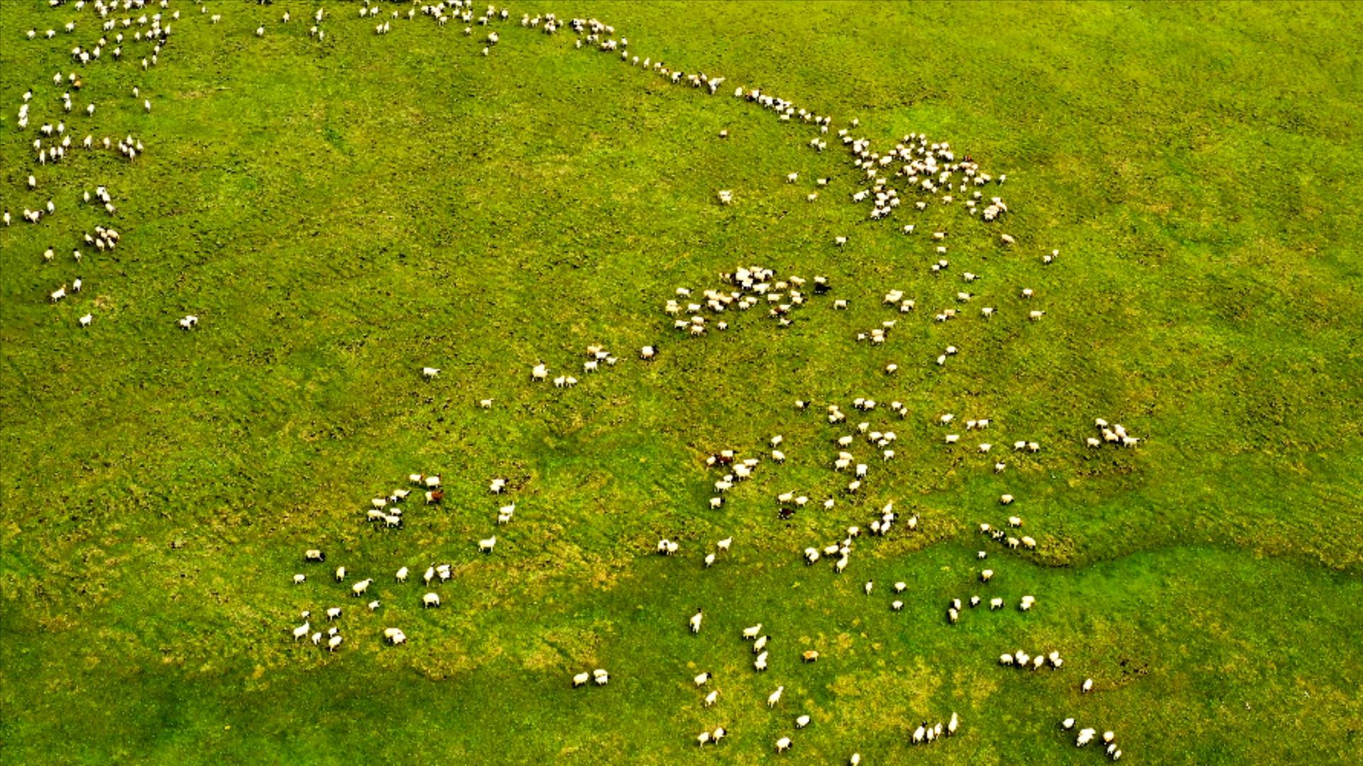 4K航拍大草原羊群放牧视频的预览图