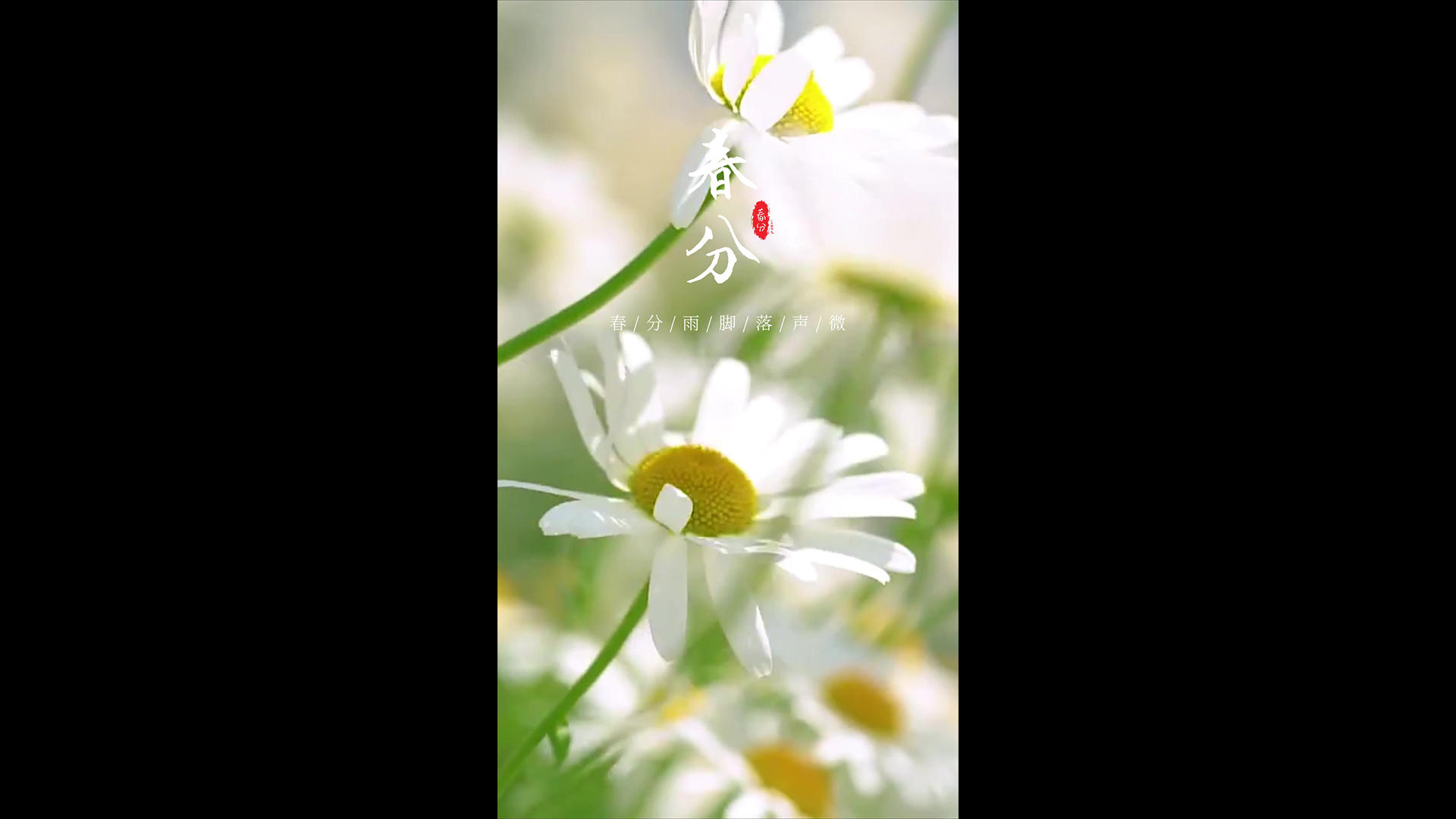 春分立春惊蛰节房地产AE模板视频的预览图