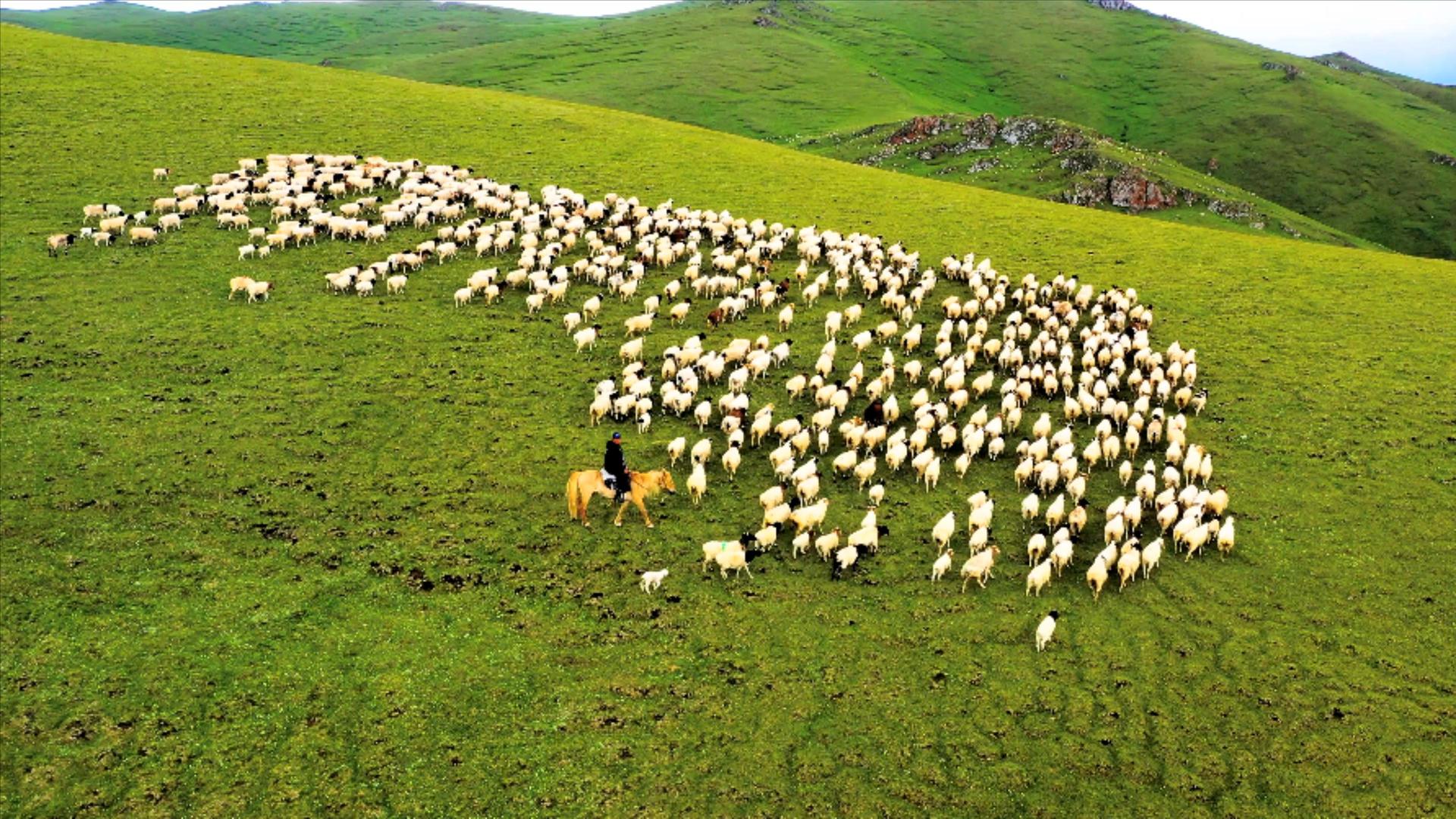 4K航拍大草原放羊畜牧业视频的预览图