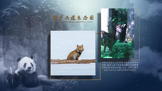 AE模板在国际珍稀动物保护日视频的预览图