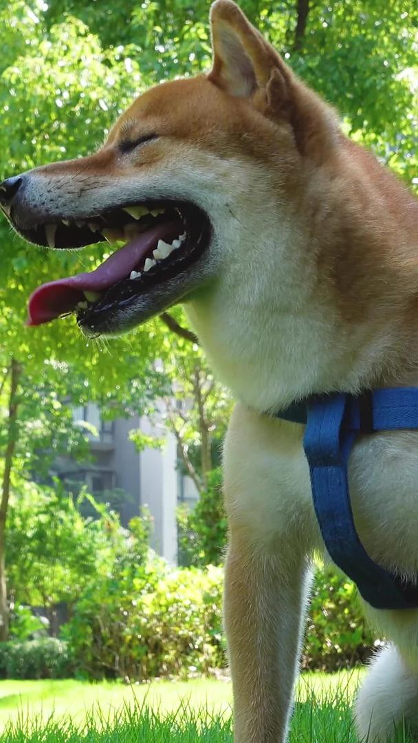 阳光明媚的夏天公园里遛狗的人视频的预览图