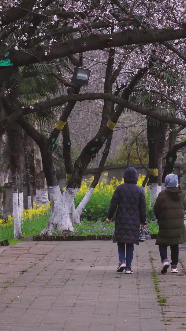 春季种满樱花的路上看樱花的人素材视频的预览图