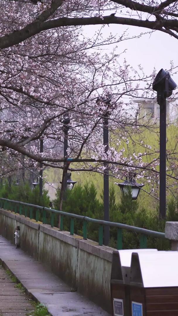春季种满樱花的路上看樱花的人素材视频的预览图