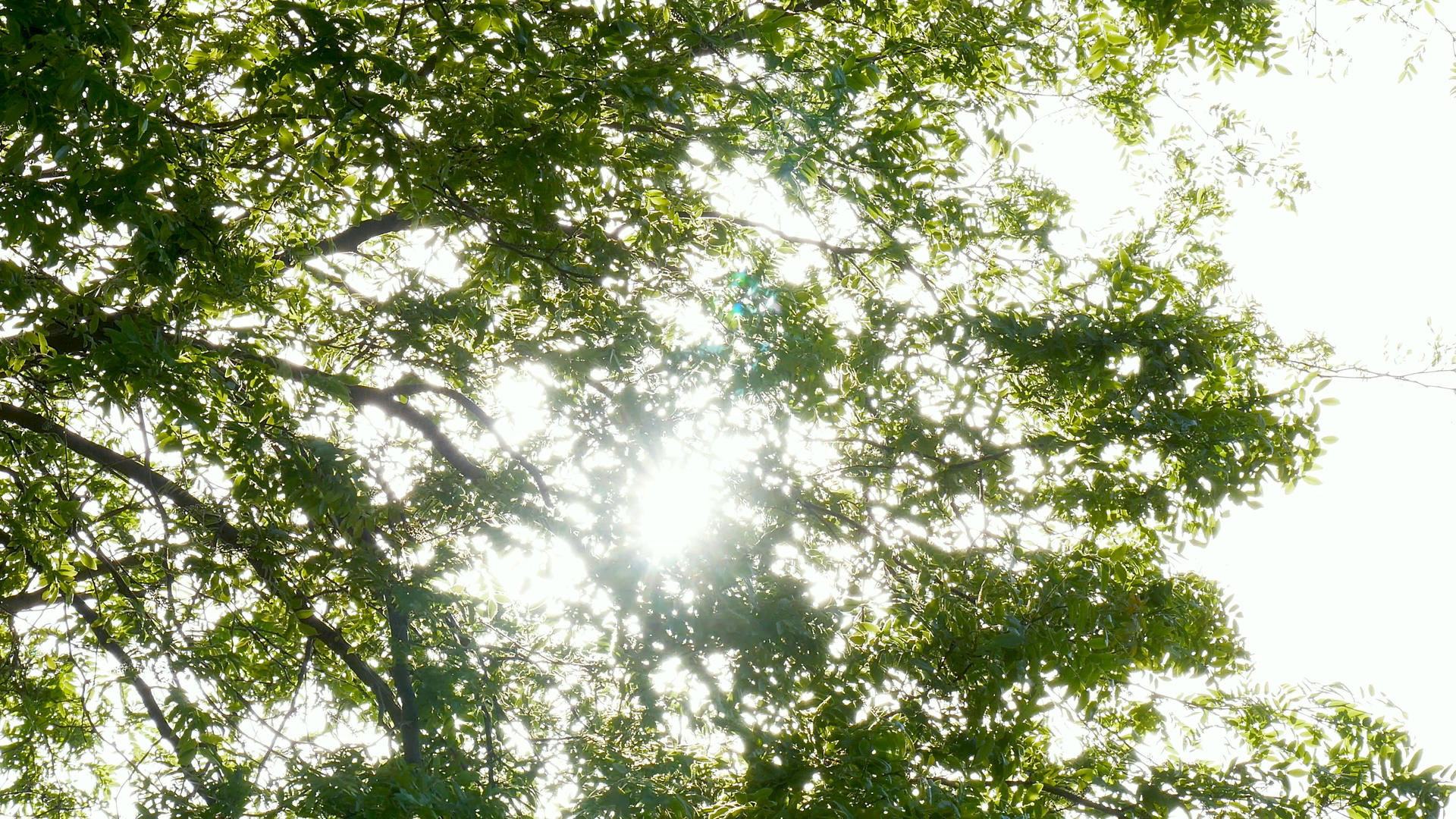 夏季阳光穿过树叶逆光视频的预览图