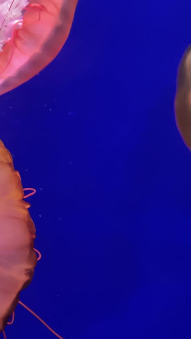 水母在实拍水族馆游动视频的预览图