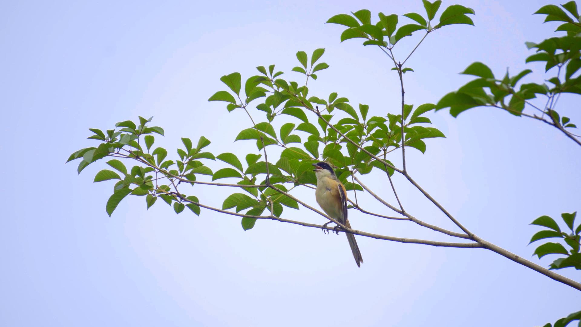 4K实拍树枝上的鸟视频素材视频的预览图