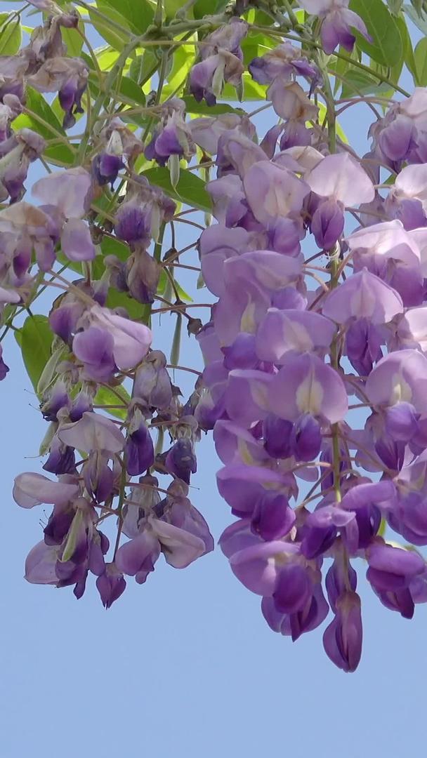 紫藤花自然风光盛开的视频视频的预览图