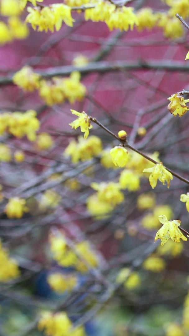 春天多角度拍摄盛开的腊梅花视频的预览图