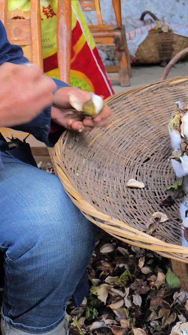 农民手工剥棉花的实拍视频的预览图