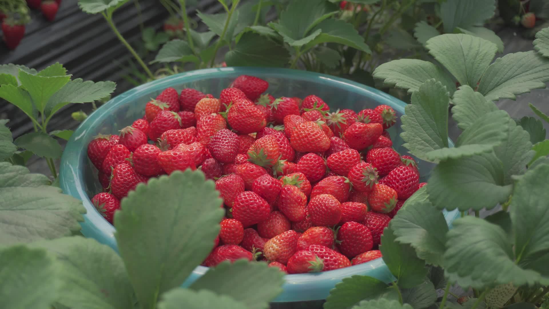 4K实拍草莓园果蔬大棚采草莓采草莓视频的预览图