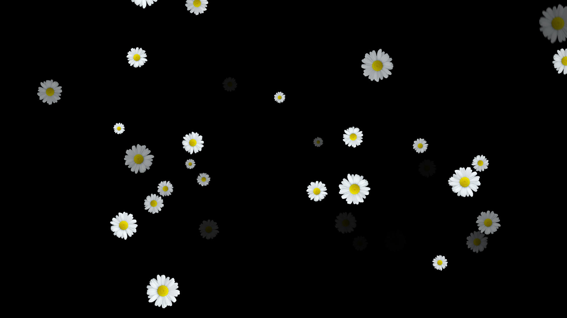 菊花粒子冲屏视频的预览图
