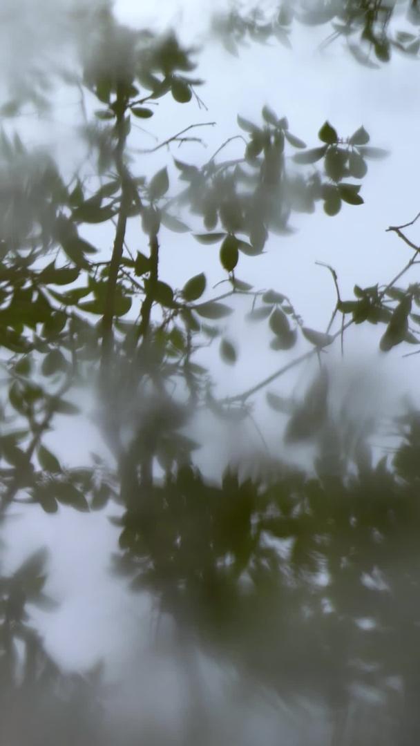 茶艺泡茶倒茶特写镜头实拍视频的预览图