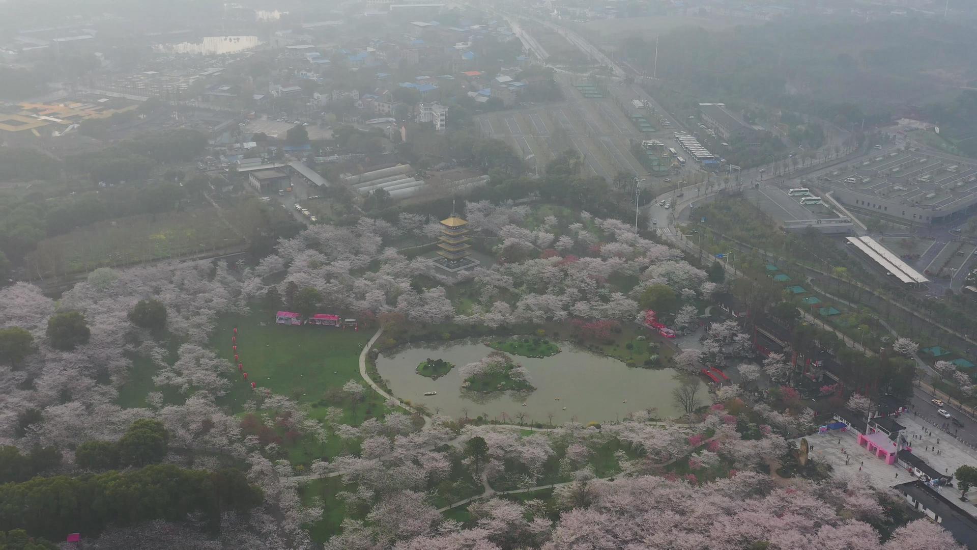 航拍武汉樱花园美景视频的预览图
