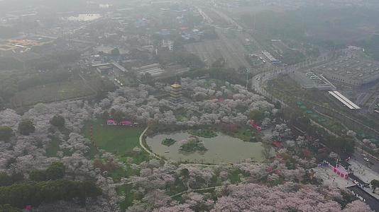 航拍武汉樱花园美景视频的预览图