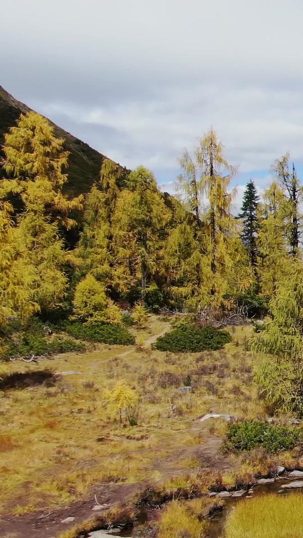 高原原始森林金秋落叶松林航拍视频视频的预览图