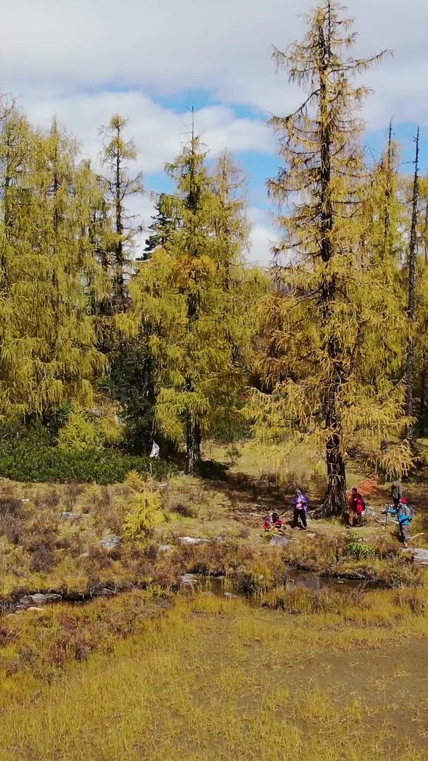 高原原始森林金秋落叶松林航拍视频视频的预览图