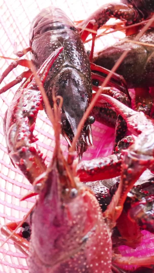 新鲜小龙虾实拍视频视频的预览图