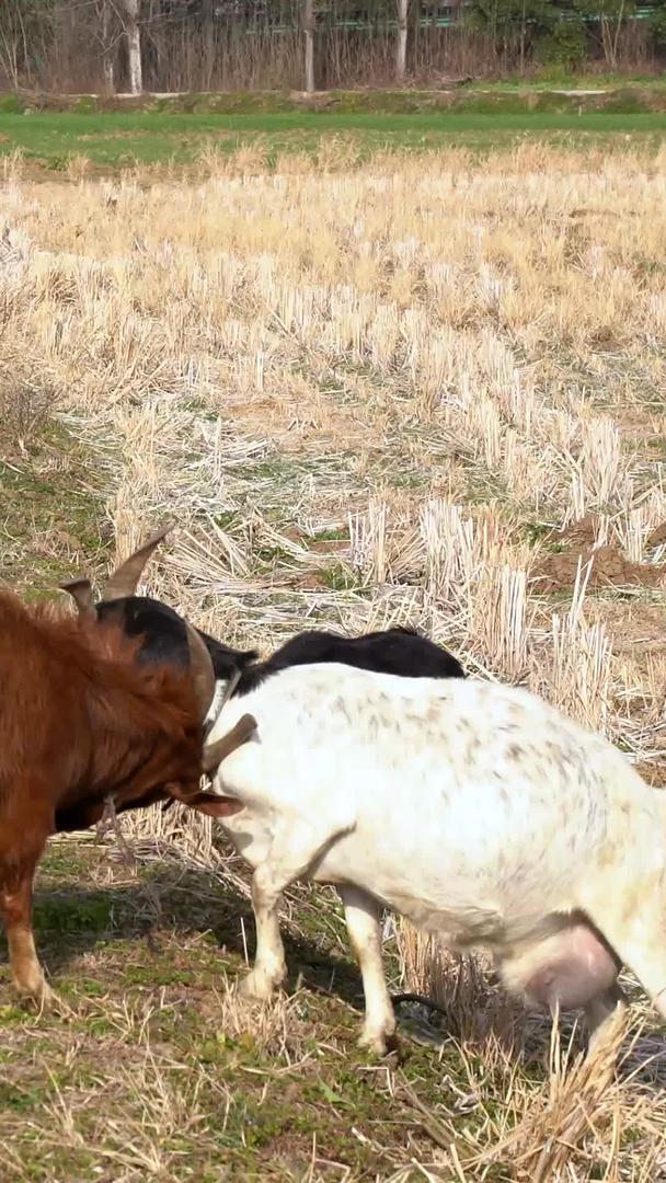 农村农民放羊羊群养羊山羊吃草羊视频的预览图