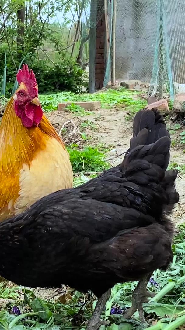 农村散养老母鸡的实拍视频的预览图