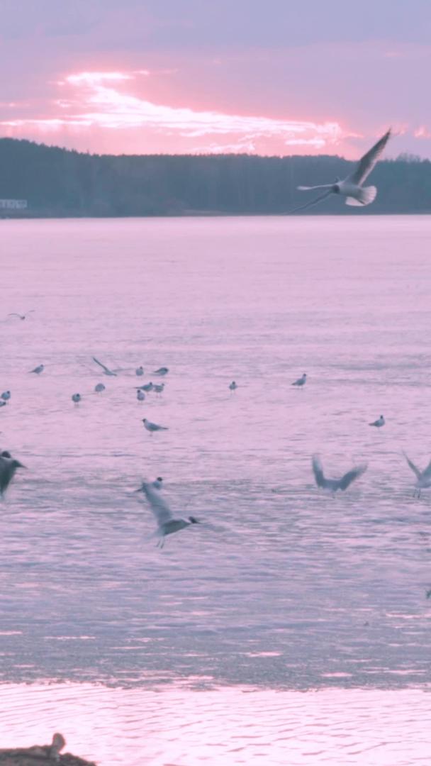 黄昏时分冬天冰封海面喂海鸥的小姑娘视频的预览图