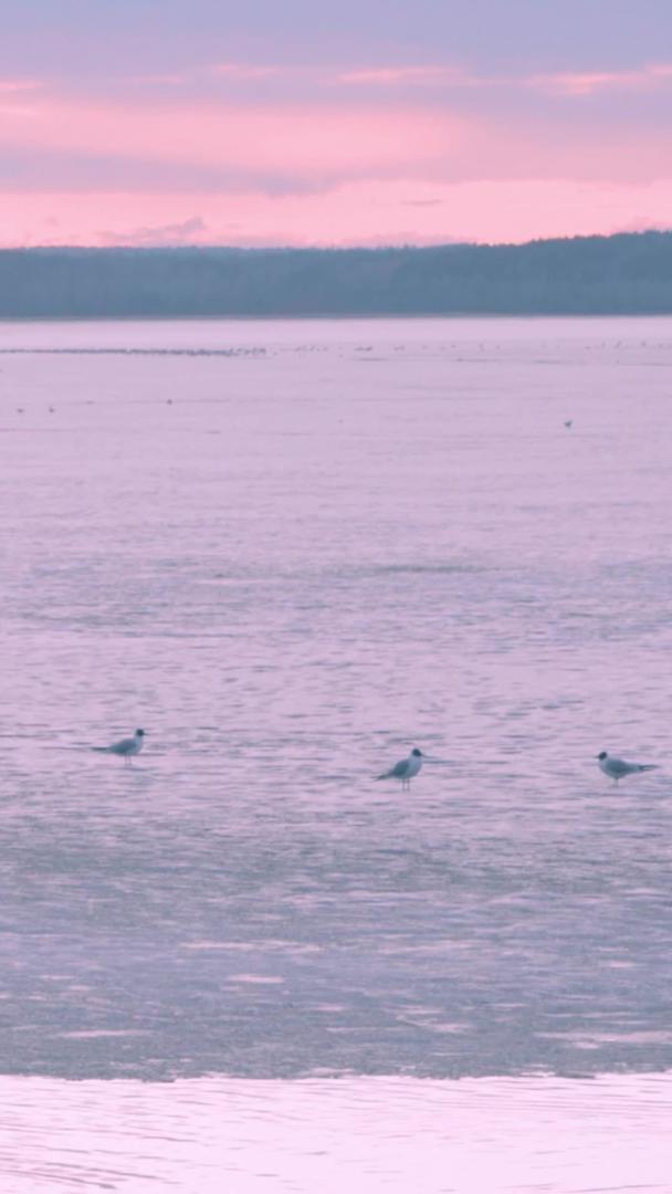 黄昏时分冬天冰封海面喂海鸥的小姑娘视频的预览图
