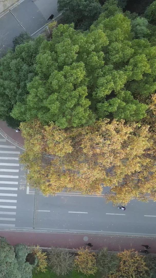 航空摄影大学校园秋季交通路口道路素材视频的预览图