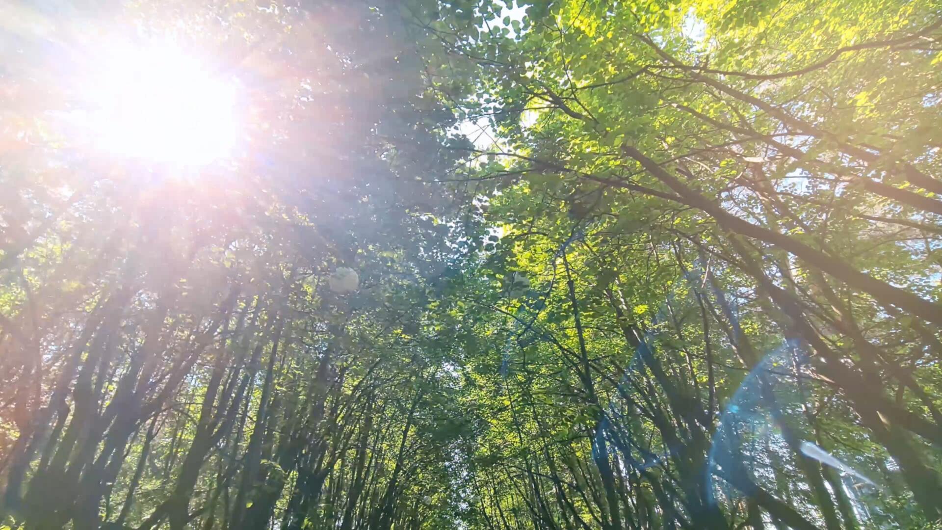 丛林小道穿梭在林荫路上阳光透过树叶洒下视频的预览图