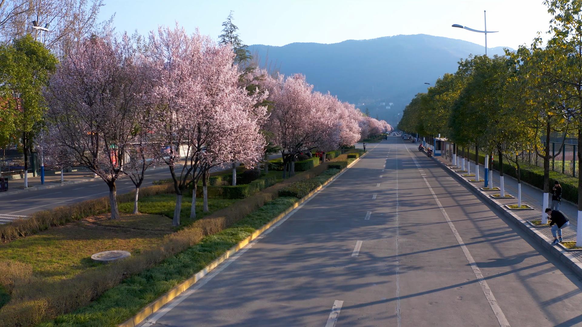 4K航拍春日马路上的樱花树视频素材视频的预览图