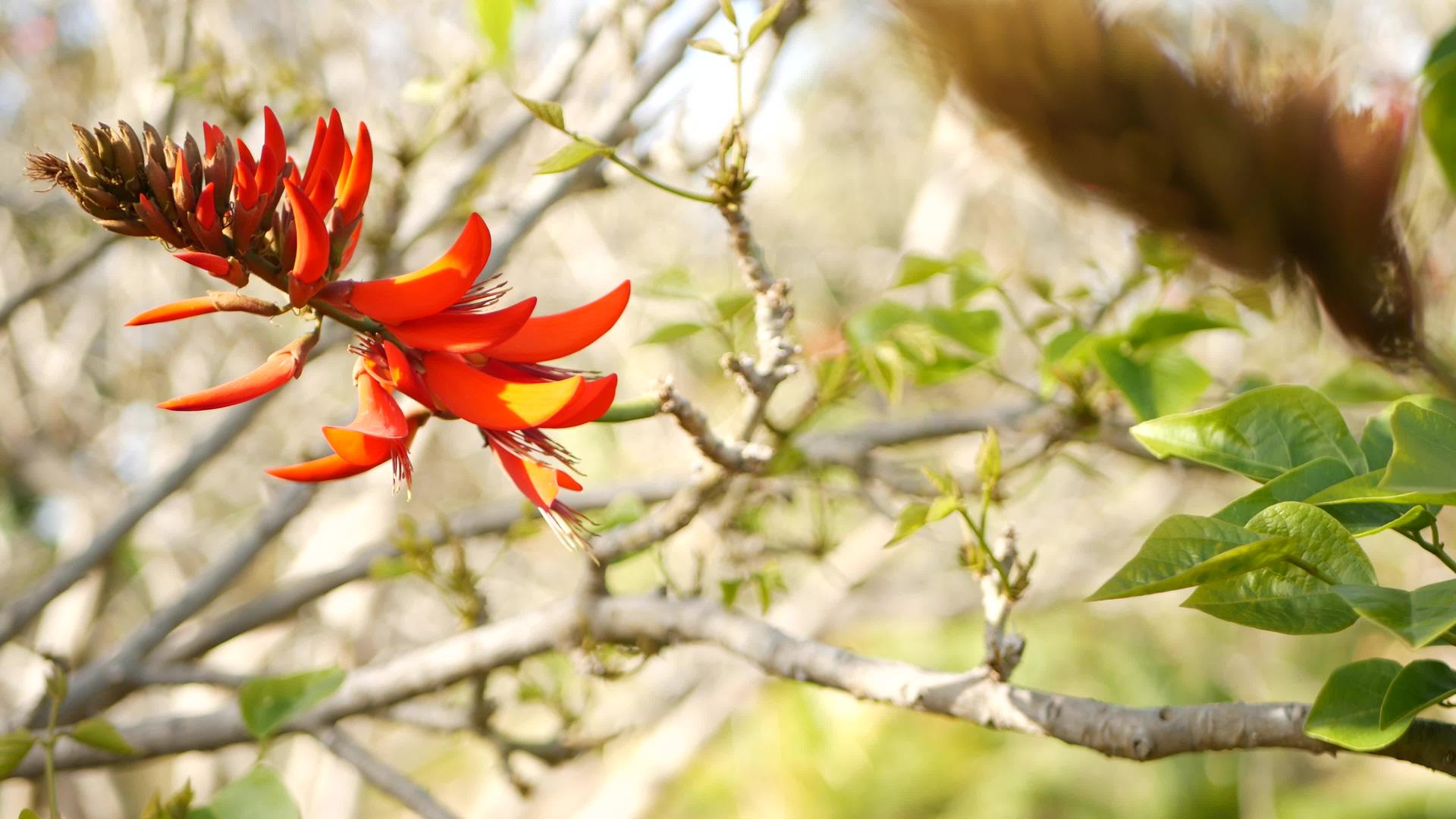 加利福尼亚花园里的珊瑚树红花刺桐火焰树在春天绽放有着浪漫的植物气息和精致的异国热带花朵春天的颜色很鲜艳视频的预览图