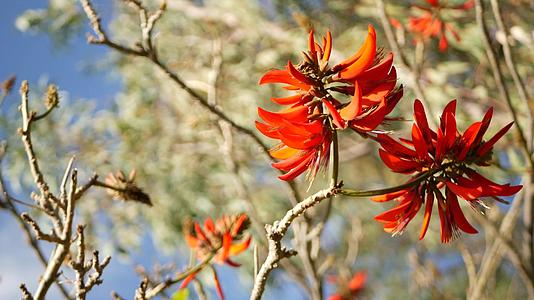 珊瑚树红花在美国加州花园视频的预览图