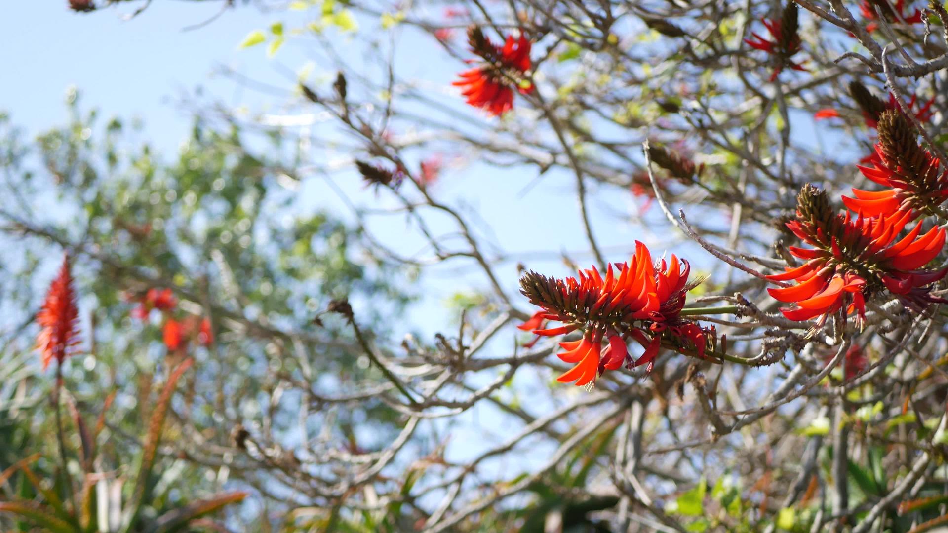 加利福尼亚花园里的珊瑚树红花刺桐火焰树在春天绽放有着浪漫的植物气息和精致的异国热带花朵春天的颜色很鲜艳视频的预览图