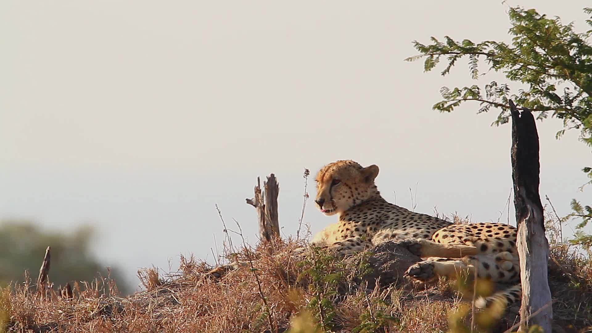 非洲南部国家公园的猎豹视频的预览图