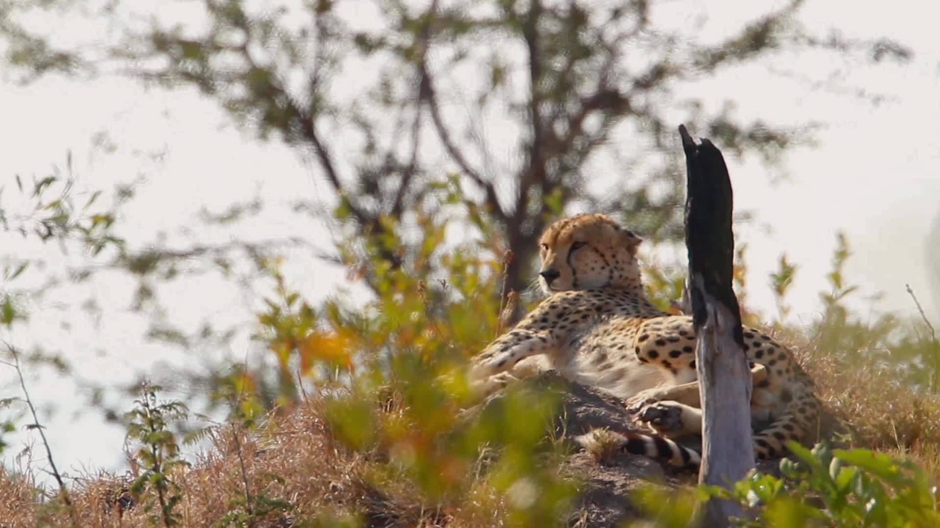 非洲南部国家公园的猎豹视频的预览图