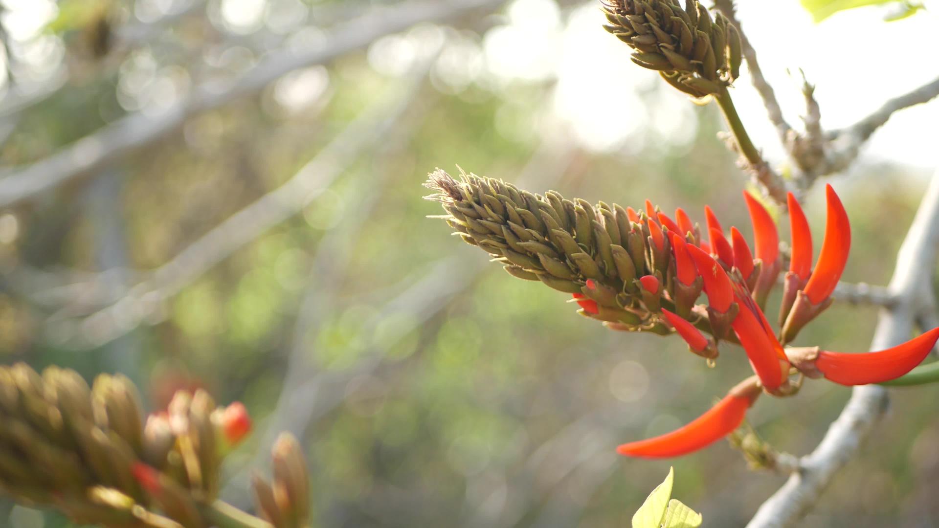 珊瑚树红花在美国加州花园视频的预览图