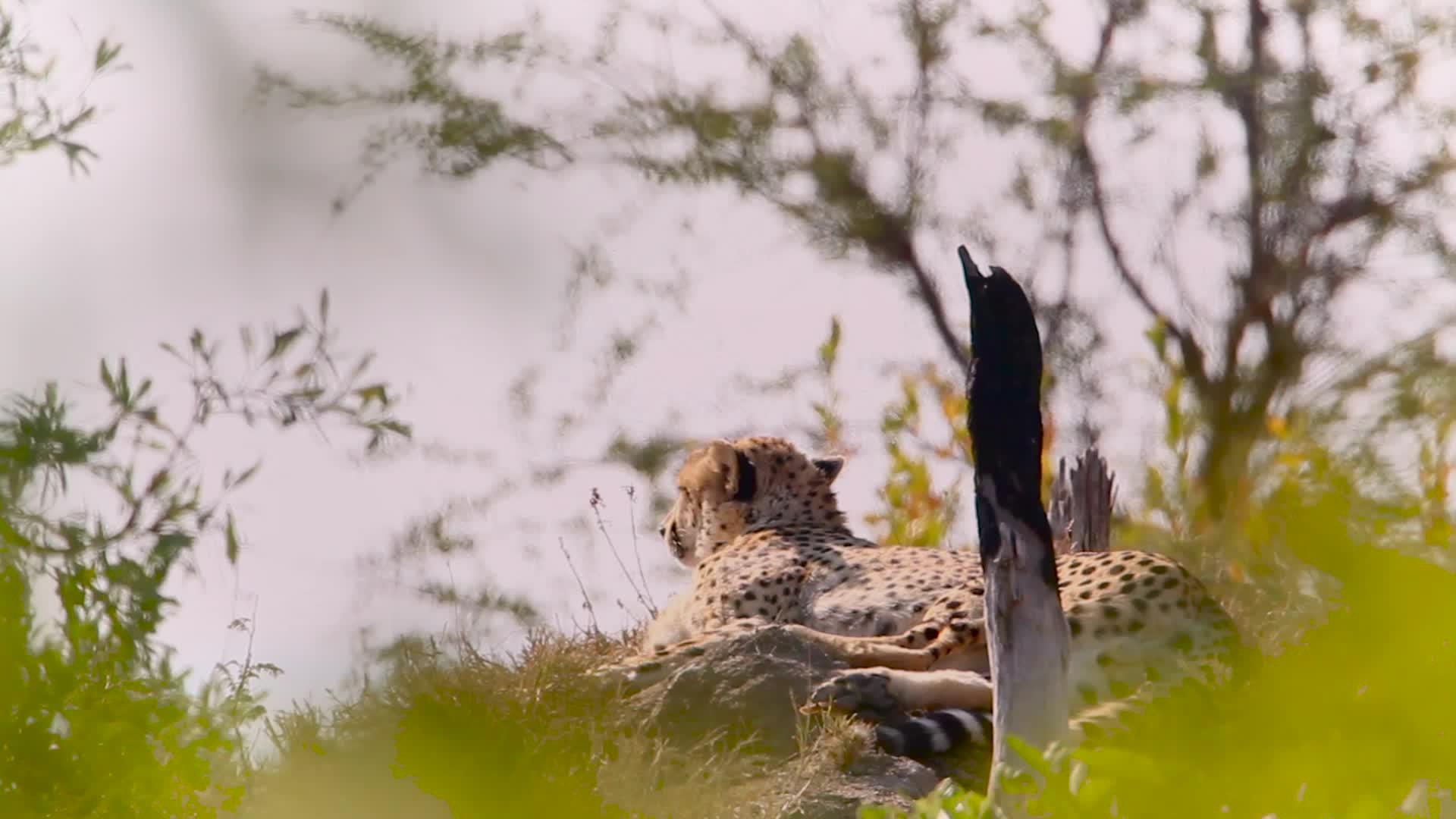 非洲南部Kruger国家公园猎豹视频的预览图