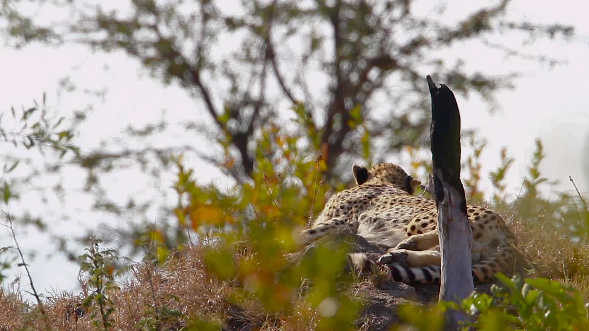 非洲南部国家公园的猎豹视频的预览图
