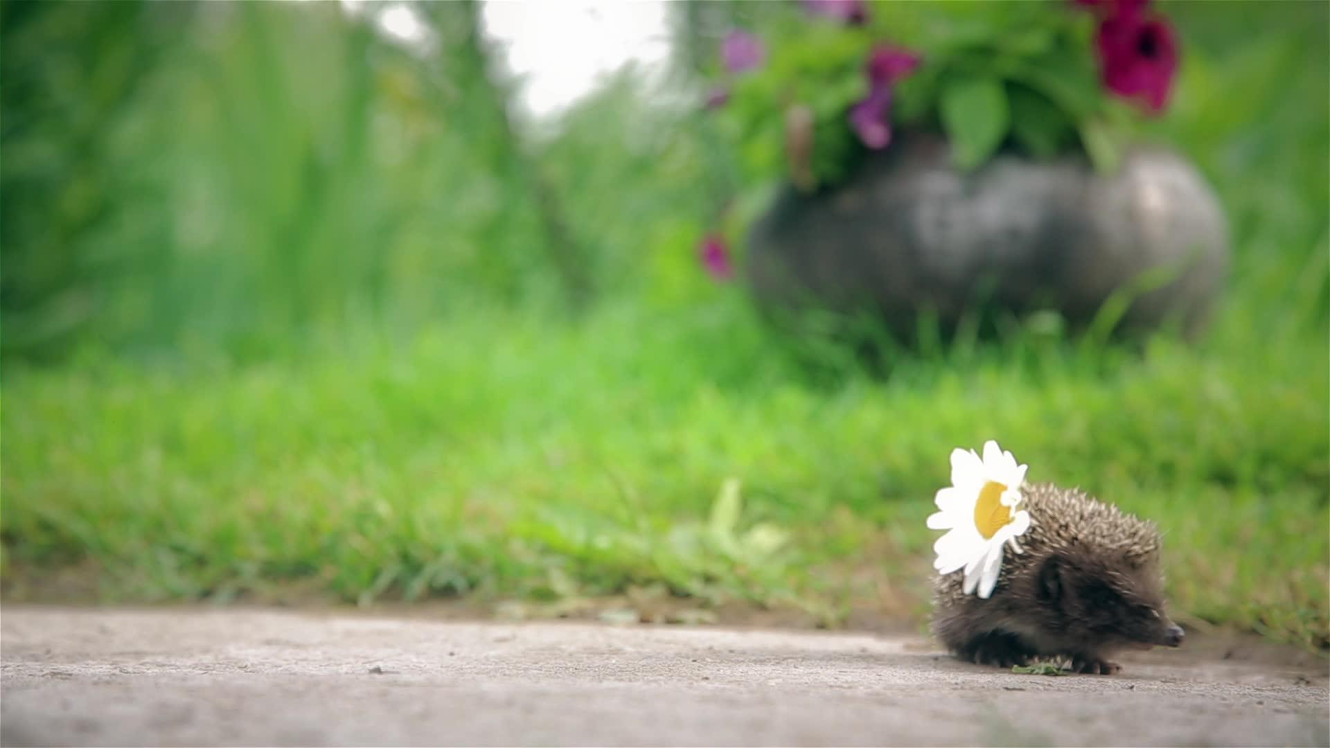 小刺猬贴菊花视频的预览图
