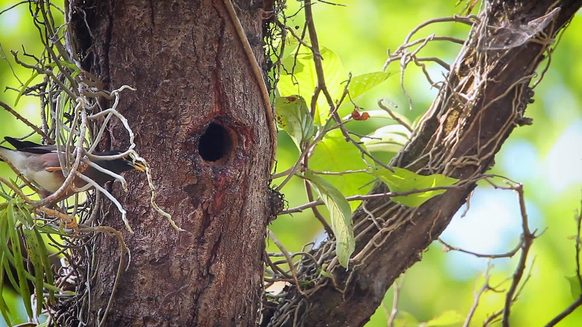 回击巴迪亚国家公园的鸟类视频的预览图