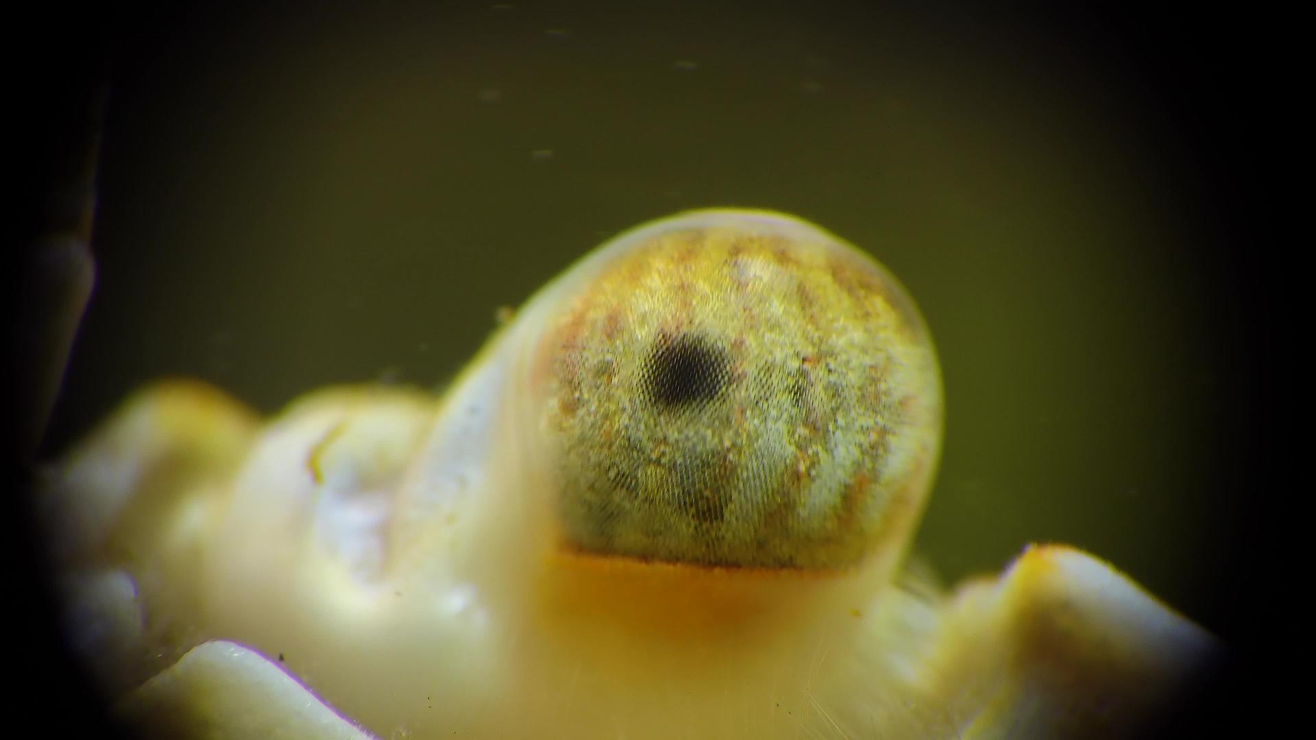 螃蟹面部视频特写视频的预览图