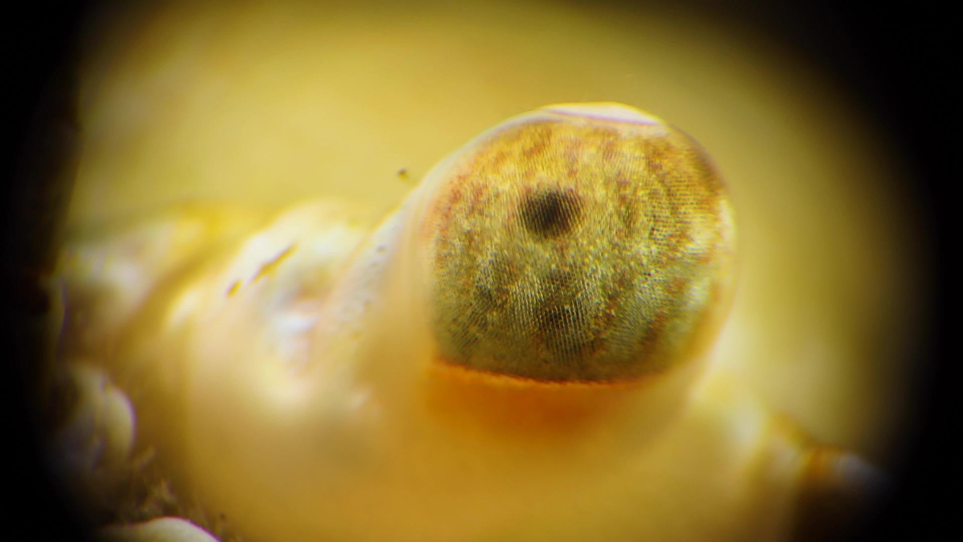 螃蟹面部视频特写视频的预览图