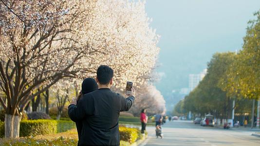 4K实拍春天情侣在樱花树下拍照视频素材视频的预览图