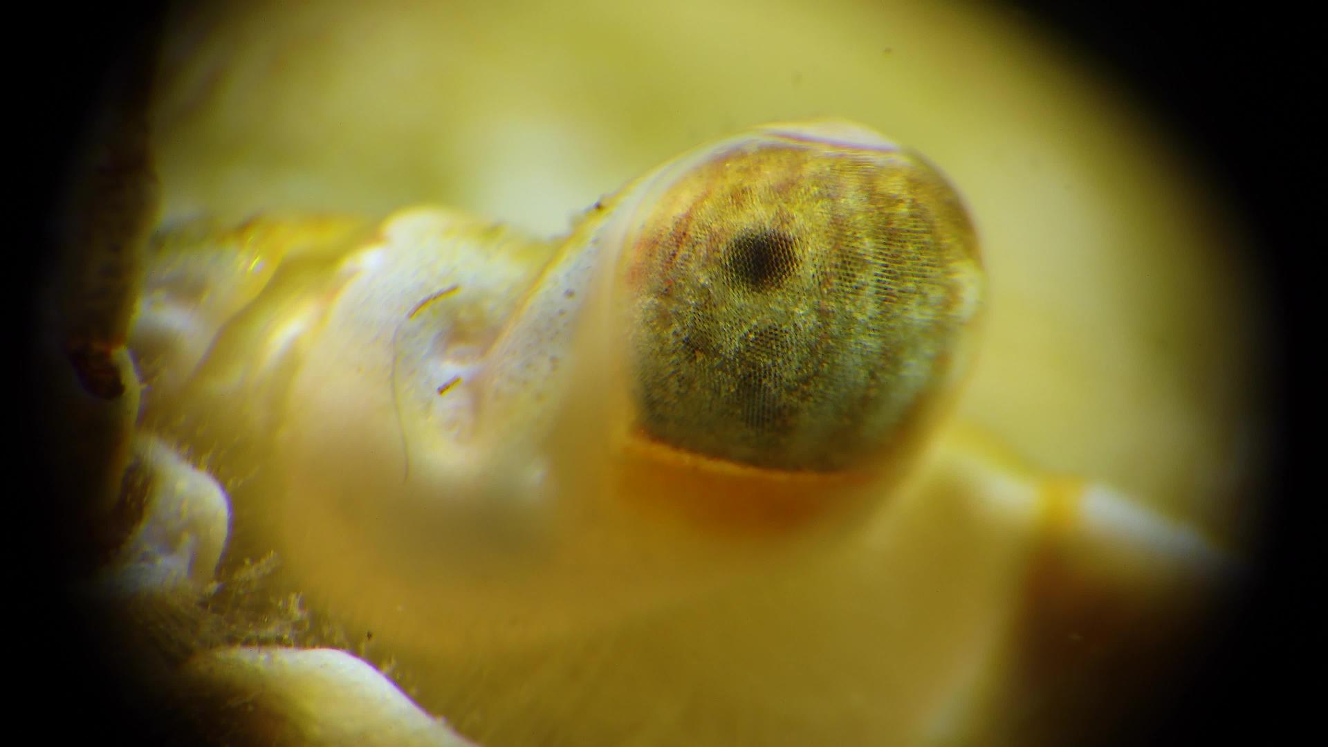 大型视频面部蟹眼游泳蟹(马克罗皮普斯)黑海视频的预览图