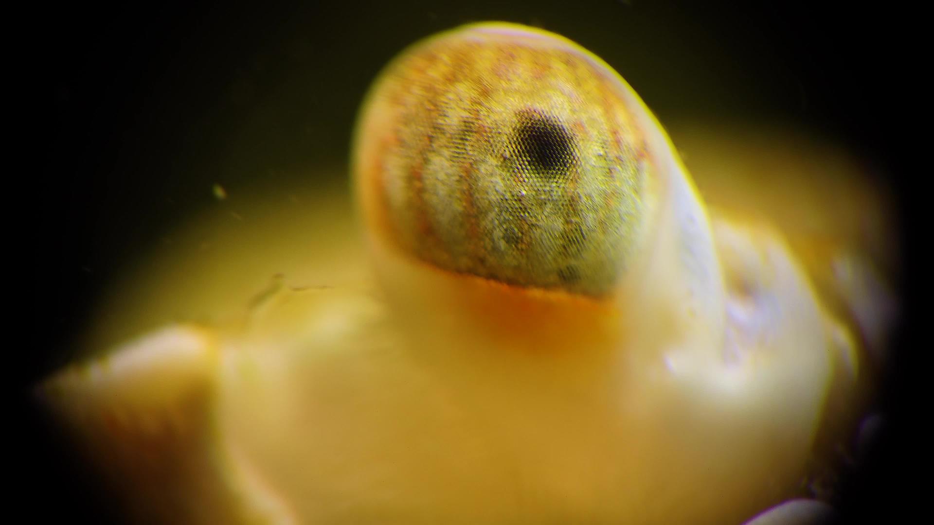 大型视频面部螃蟹眼蟹视频的预览图