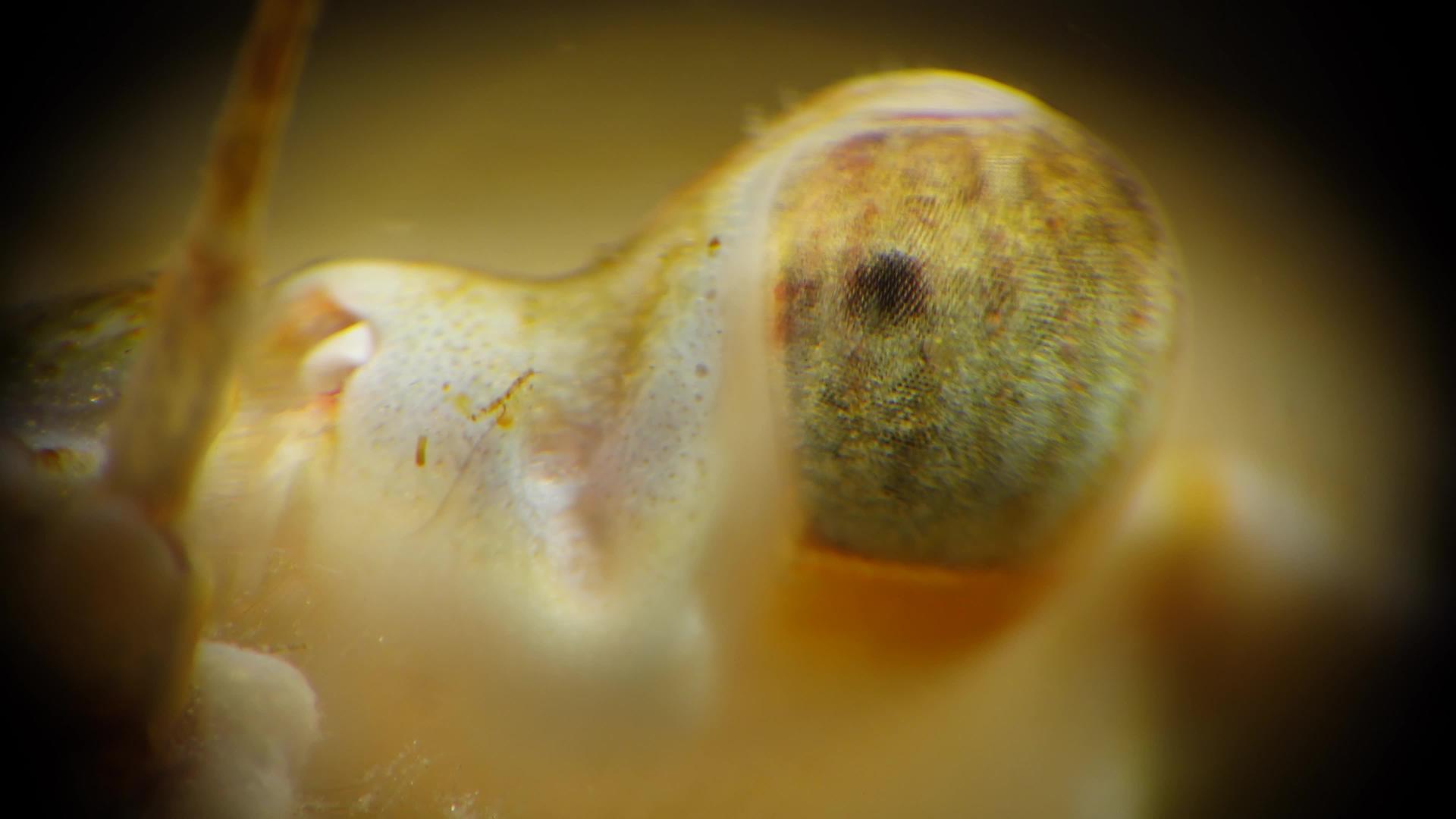 螃蟹眼视频的预览图
