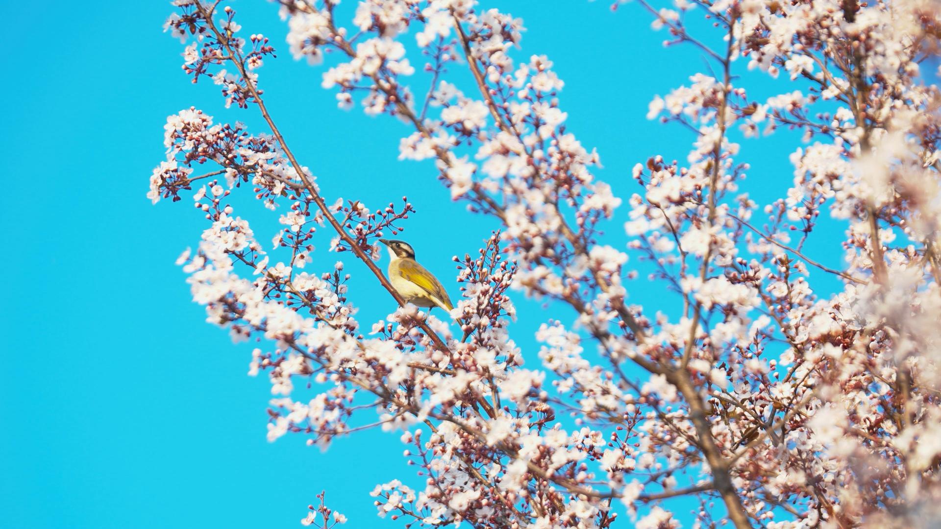4K实拍春天唯美樱花树枝上的鸟儿视频素材视频的预览图