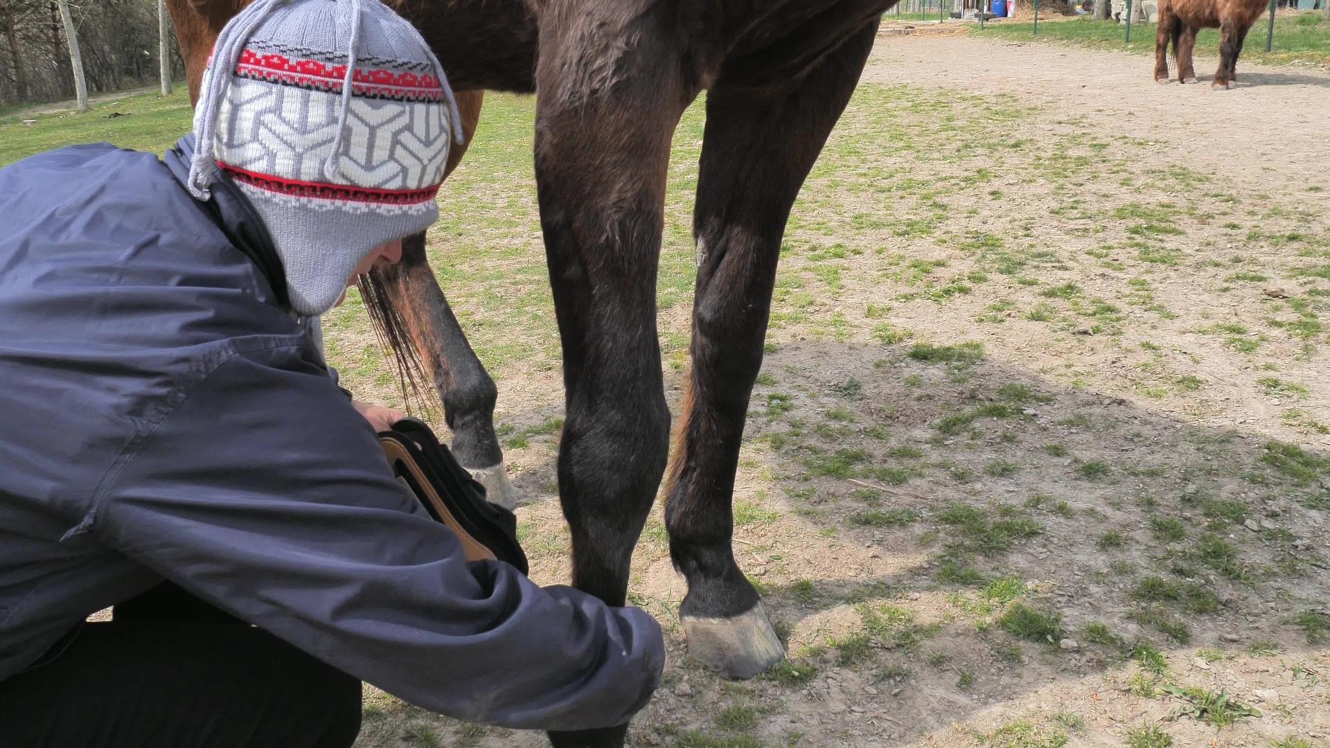 在训练之前田里训练的马人应该保护马的前腿视频的预览图