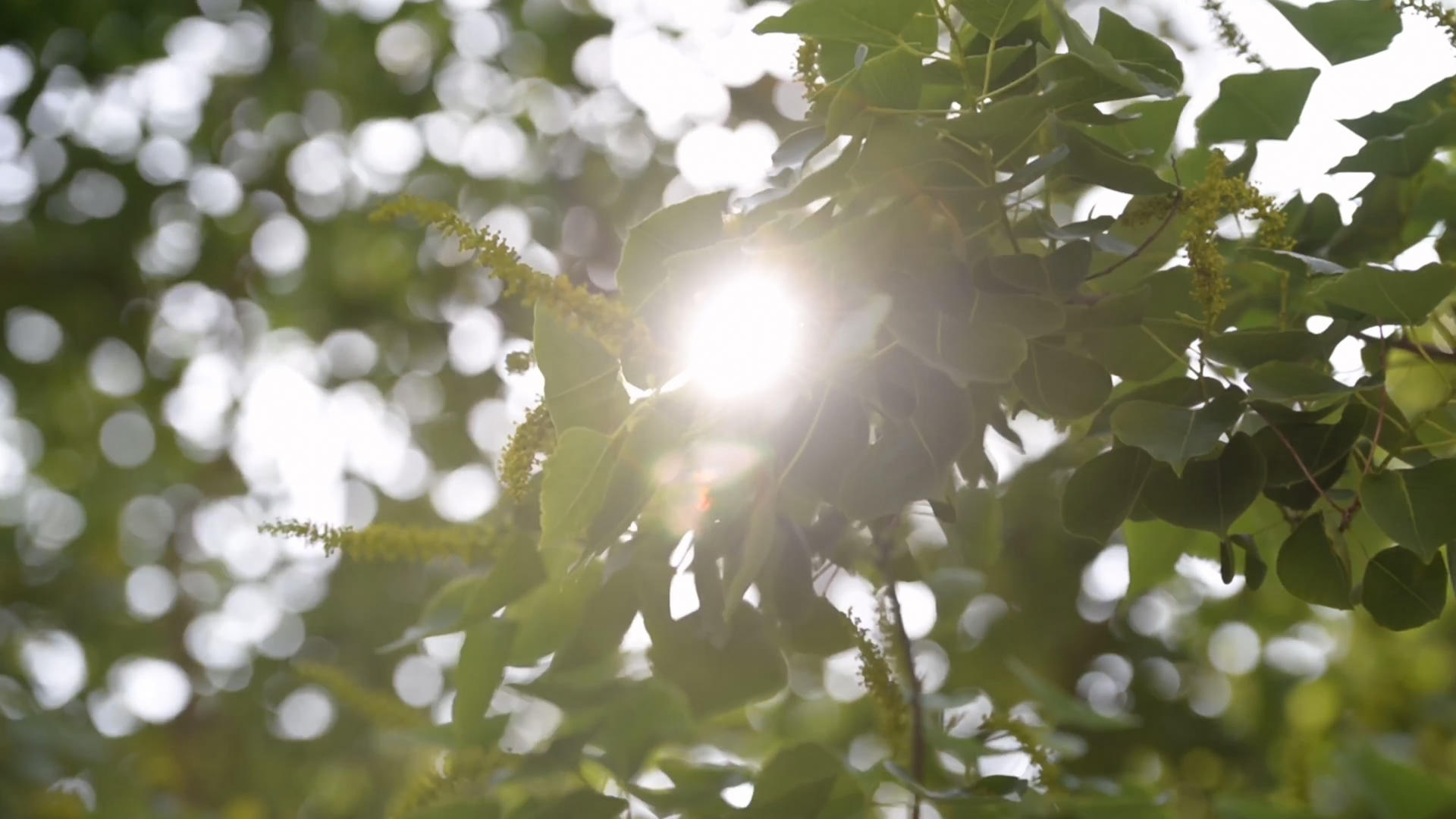 阳光直射下的树叶视频的预览图