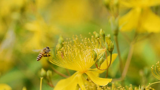 小蜜蜂在花丛中采蜜慢镜头视频的预览图
