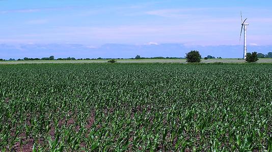 在电力发电的背景下成熟田地里的玉米片在风中摇曳视频的预览图